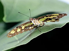 Malachite Butterfly, Florida